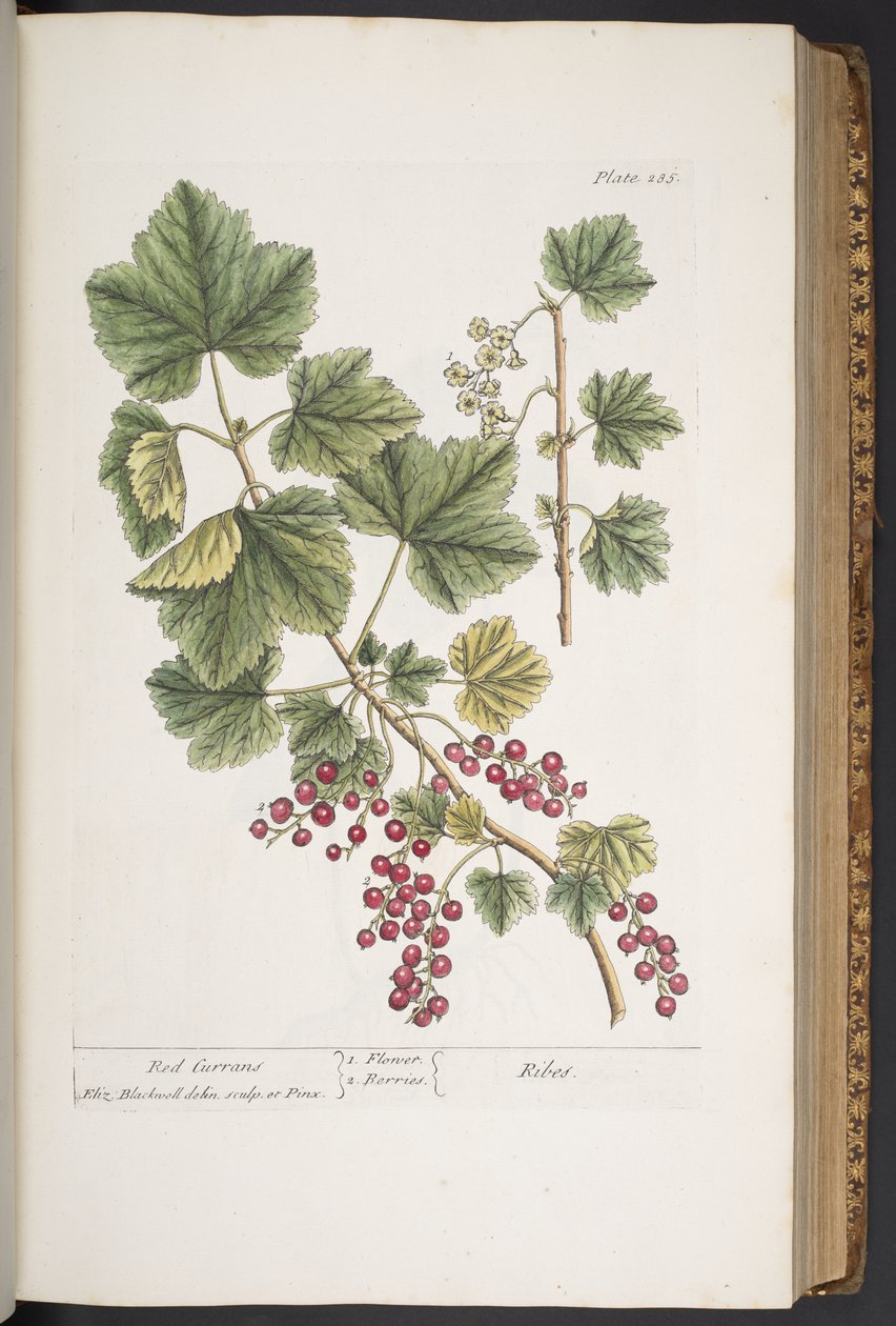 Tallerken 285, fra 'A Curious Herbal' av Elizabeth Blackwell