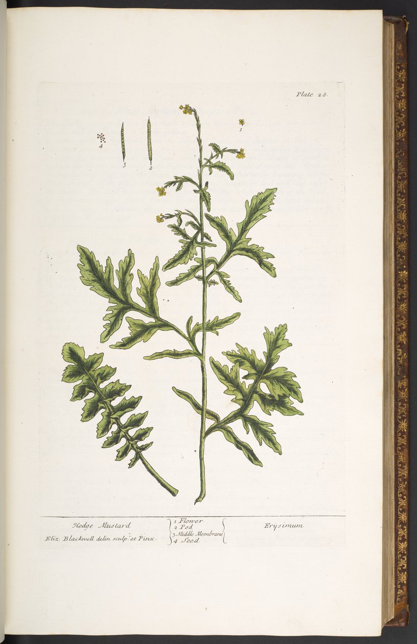 Tallerken 28, Hedge Mustard, fra 