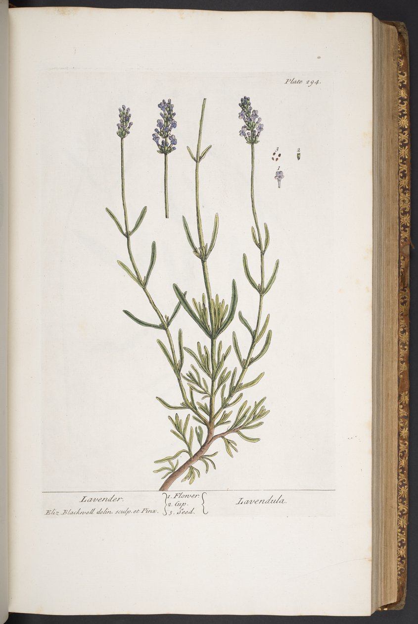 Tallerken 294, fra 