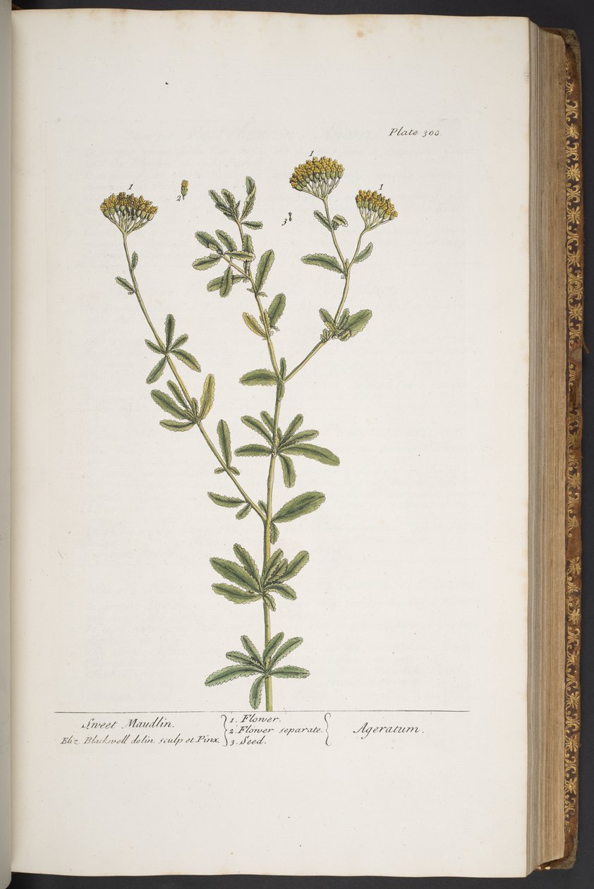 Tallerken 300, fra 