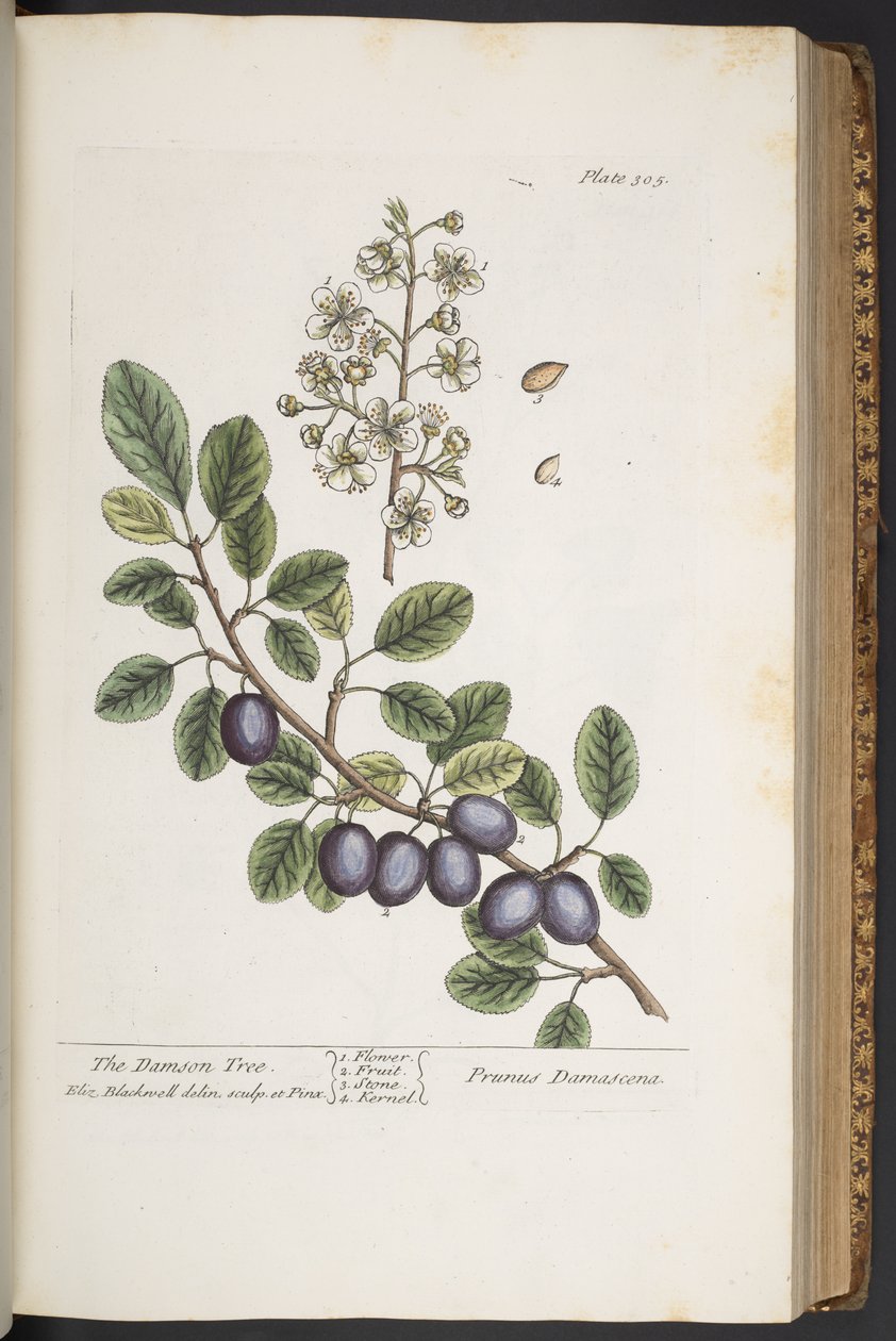 Tallerken 305, fra 'A Curious Herbal' av Elizabeth Blackwell