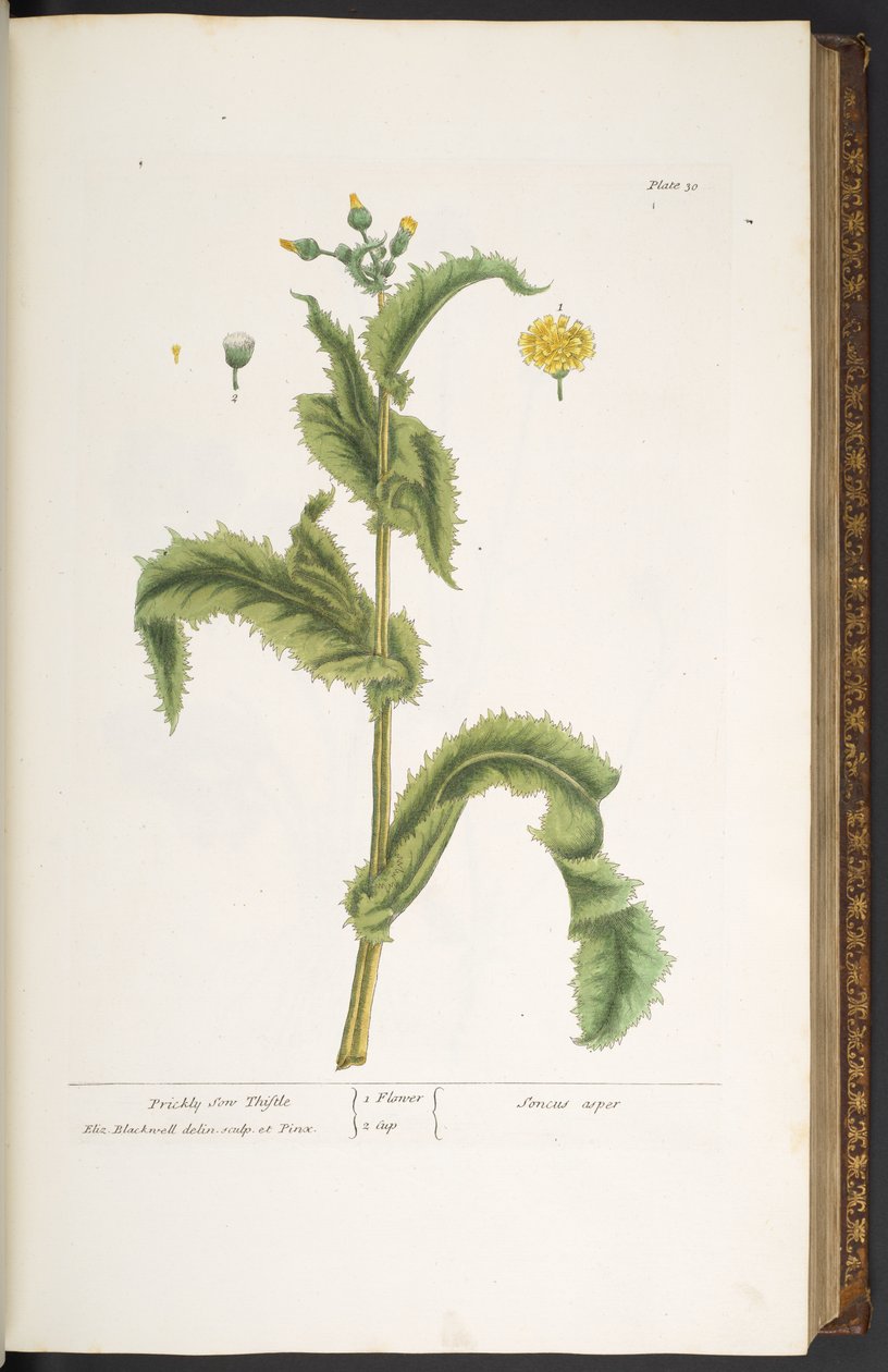 Tallerken 30, Prickly Son Thistle, fra 
