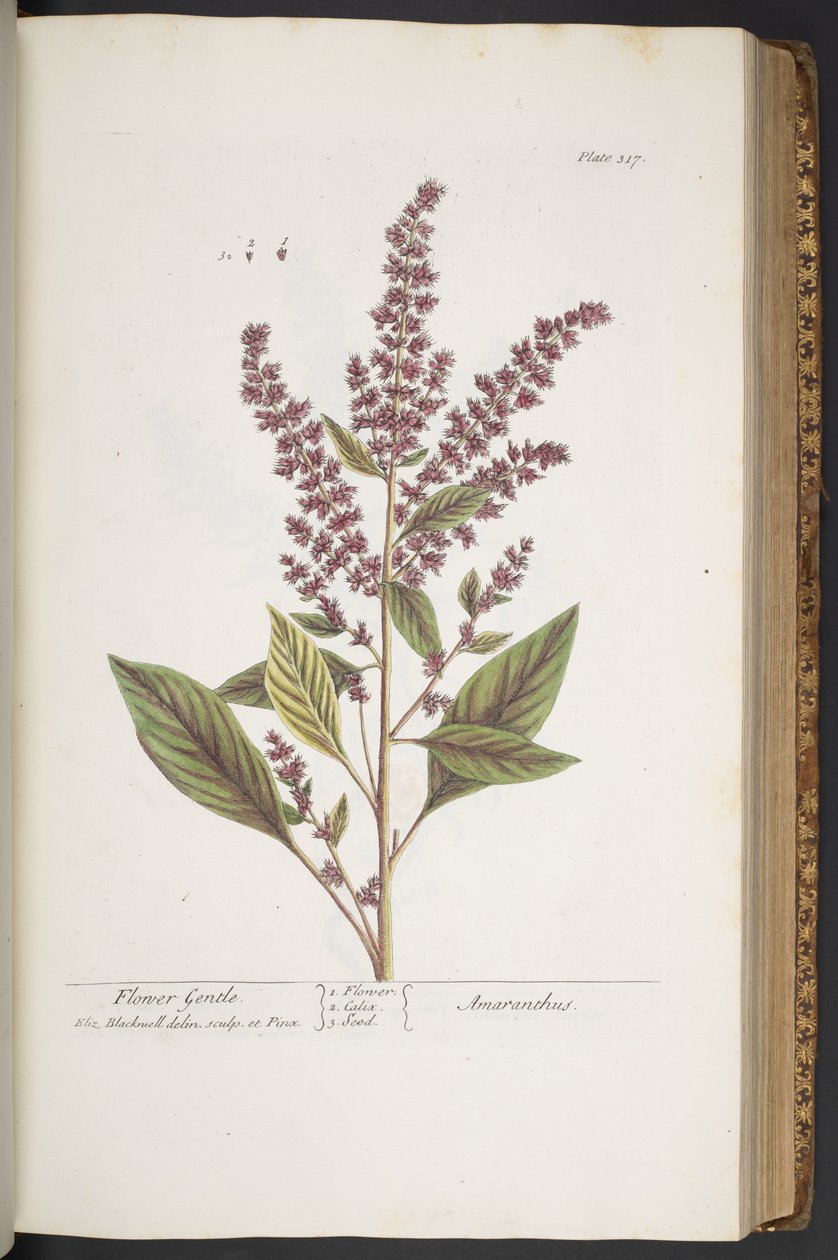 Tallerken 317, Flower Gentle, eller Amaranthus, fra 
