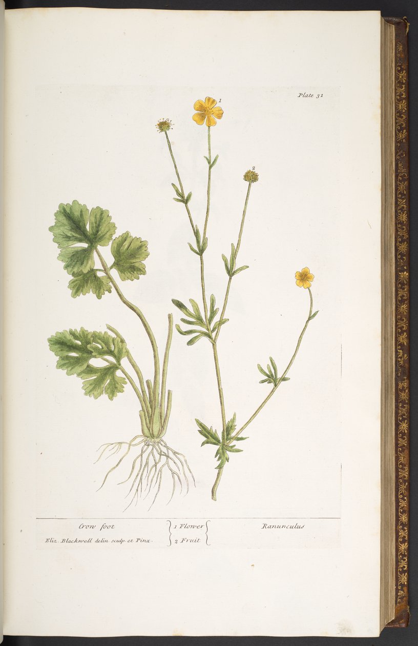 Tallerken 31, Crow Foot, fra 