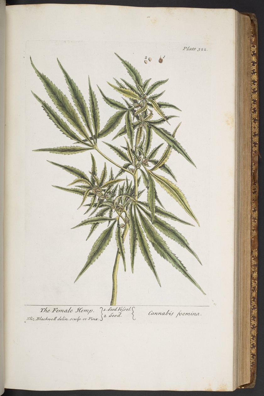 Tallerken 322, The Female Hemp, fra 