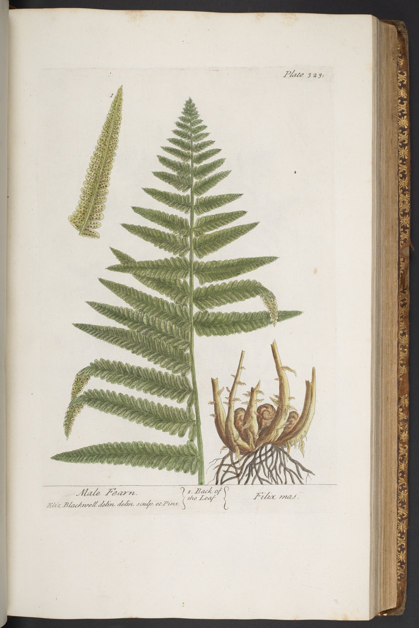 Tallerken 323, fra 'A Curious Herbal' av Elizabeth Blackwell