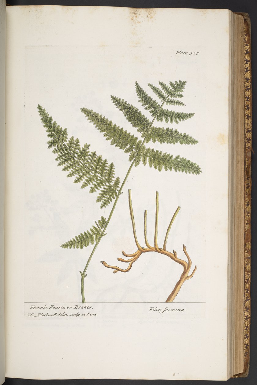 Tallerken 325, fra 