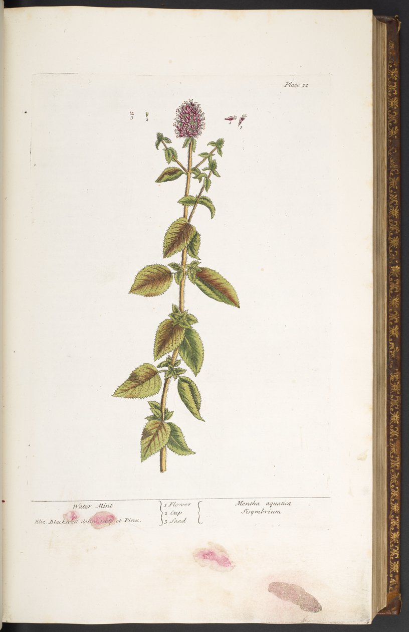 Tallerken 32, Water Mint, fra 