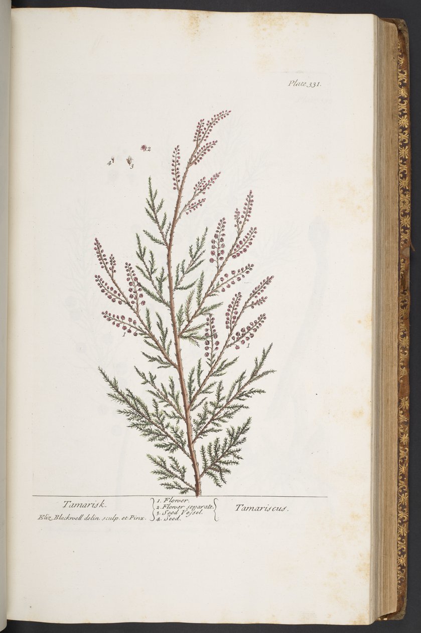 Tallerken 331, fra 