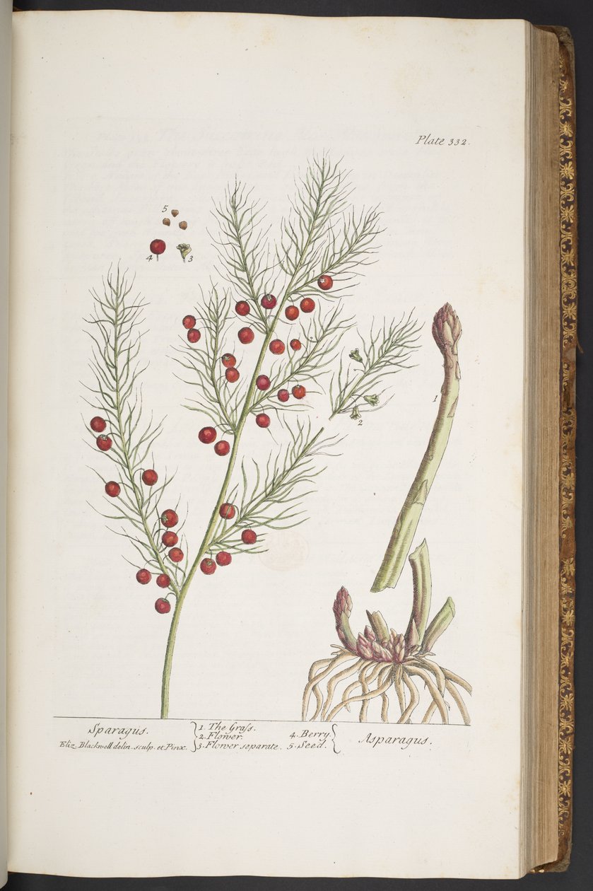 Tallerken 332, Sparagus, fra 