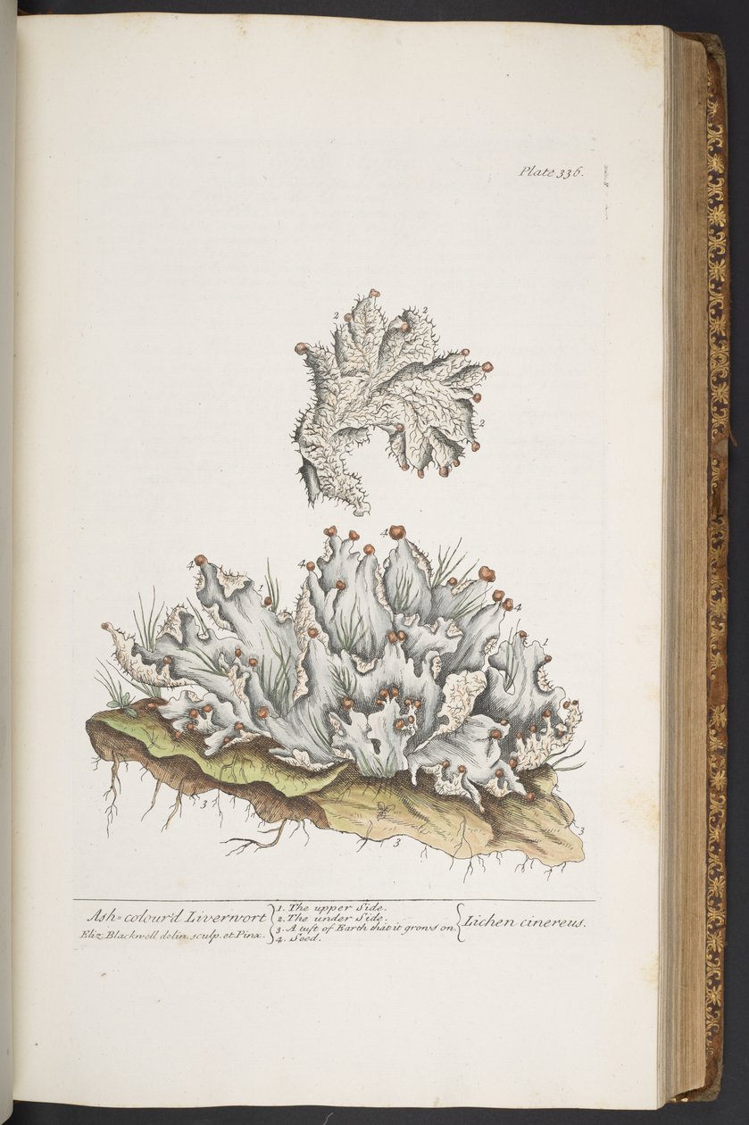 Tallerken 336, Askfarget levermose, fra 