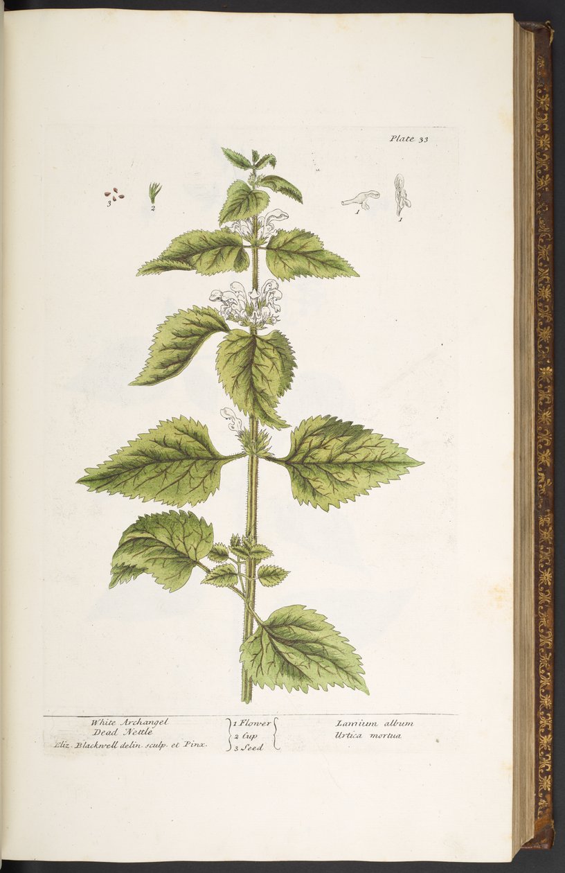 Tallerken 33, White Archangel Dead Nettle, fra 