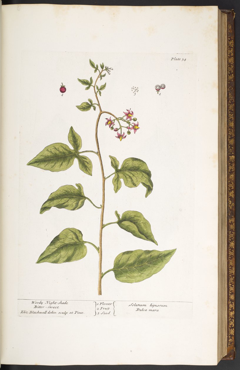 Tallerken 34, Woody Night-Shade, Bitter Sweet, fra 