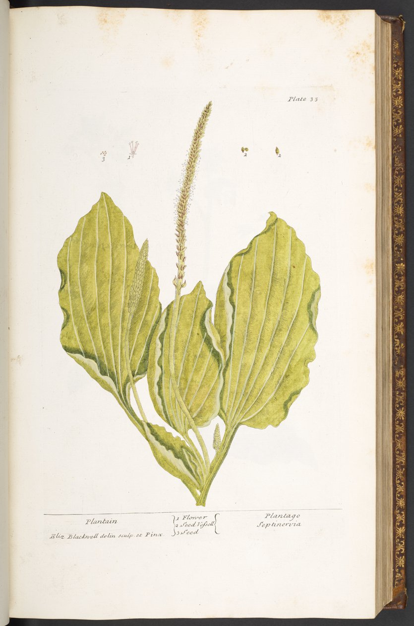Tallerken 35, groblad, fra 