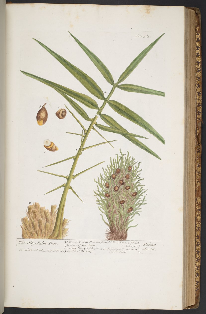 Tallerken 363, fra 