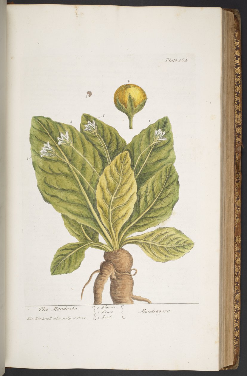 Tallerken 364, fra 