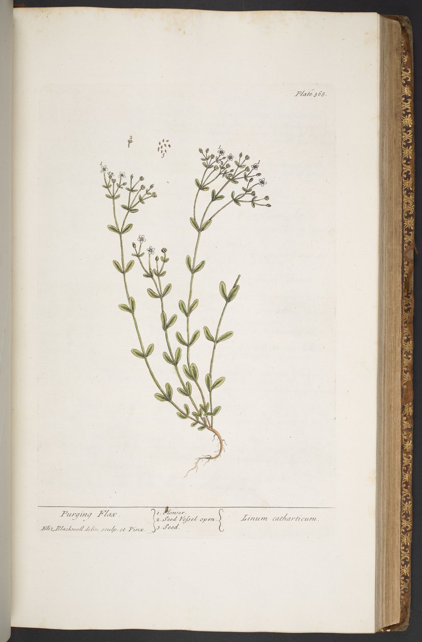 Tallerken 368, fra 