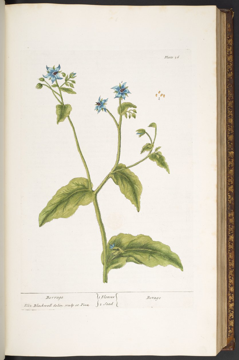 Tallerken 36, Borrage, fra 'A Curious Herbal' av Elizabeth Blackwell