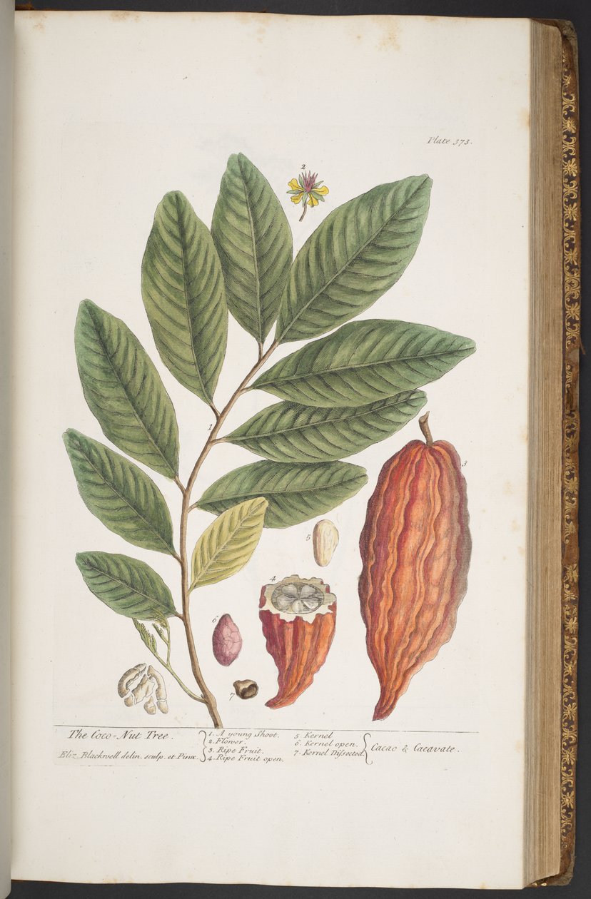 Tallerken 373, fra 