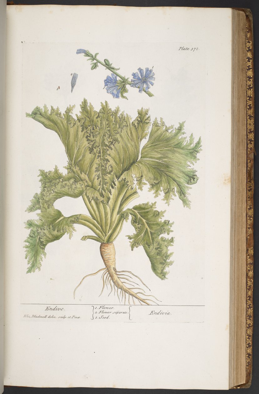 Tallerken 378, fra 'A Curious Herbal' av Elizabeth Blackwell