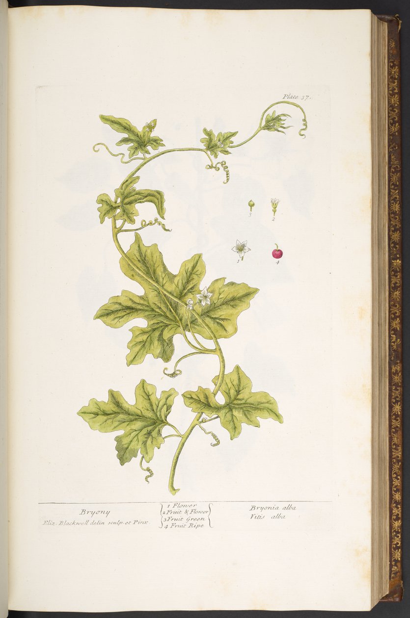 Tallerken 37, Bryony, fra 