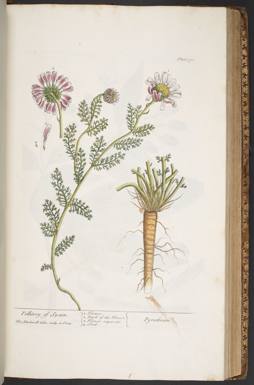 Plate 390, Pellitory of Spain, fra 