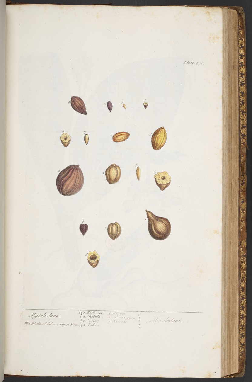 Tallerken 401, fra 'A Curious Herbal' av Elizabeth Blackwell