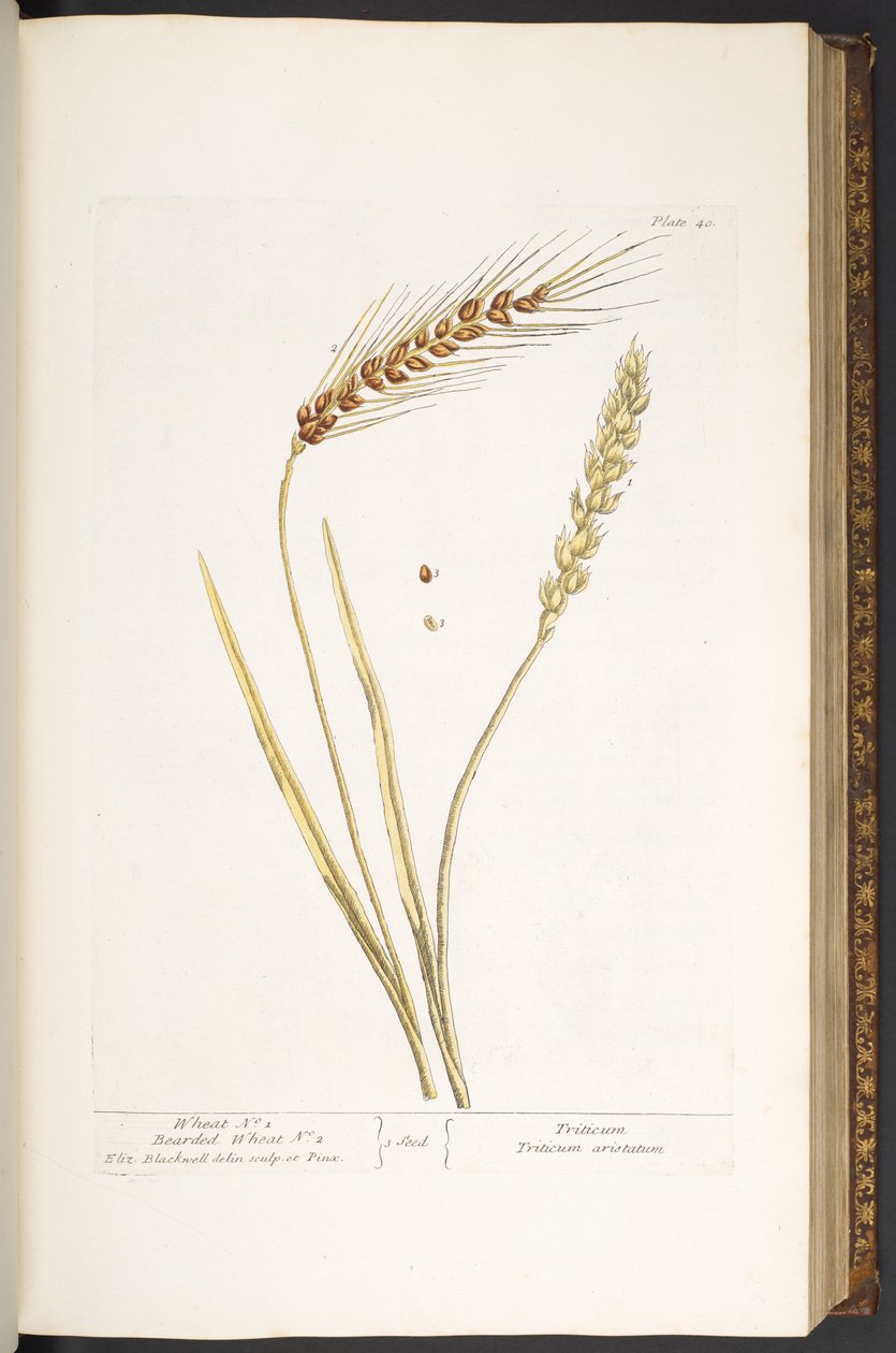 Tallerken 40, Wheat, and Bearded Wheat, fra 