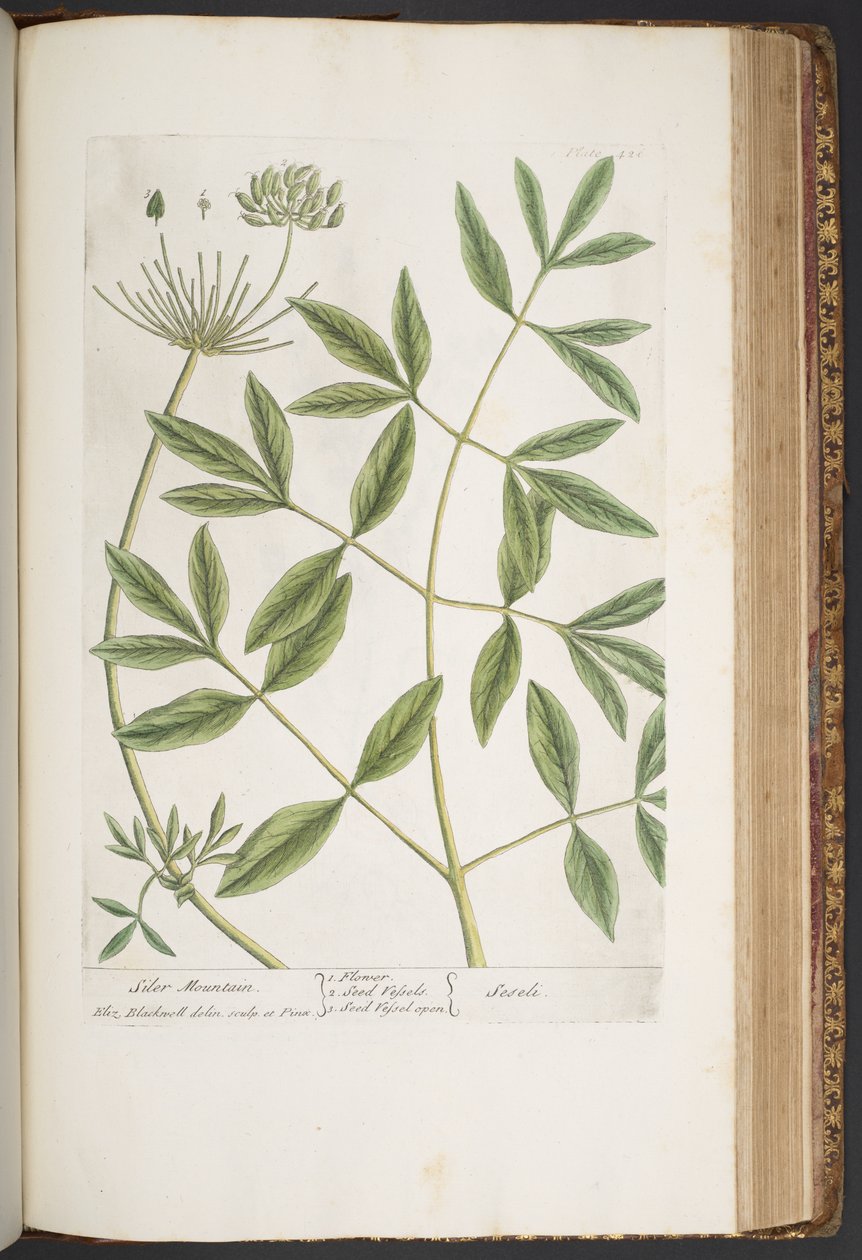 Tallerken 426, fra 'A Curious Herbal' av Elizabeth Blackwell