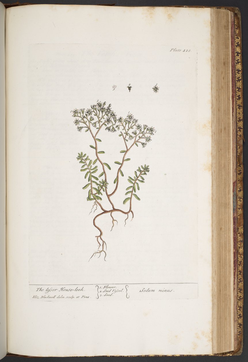 Tallerken 428, fra 'A Curious Herbal' av Elizabeth Blackwell