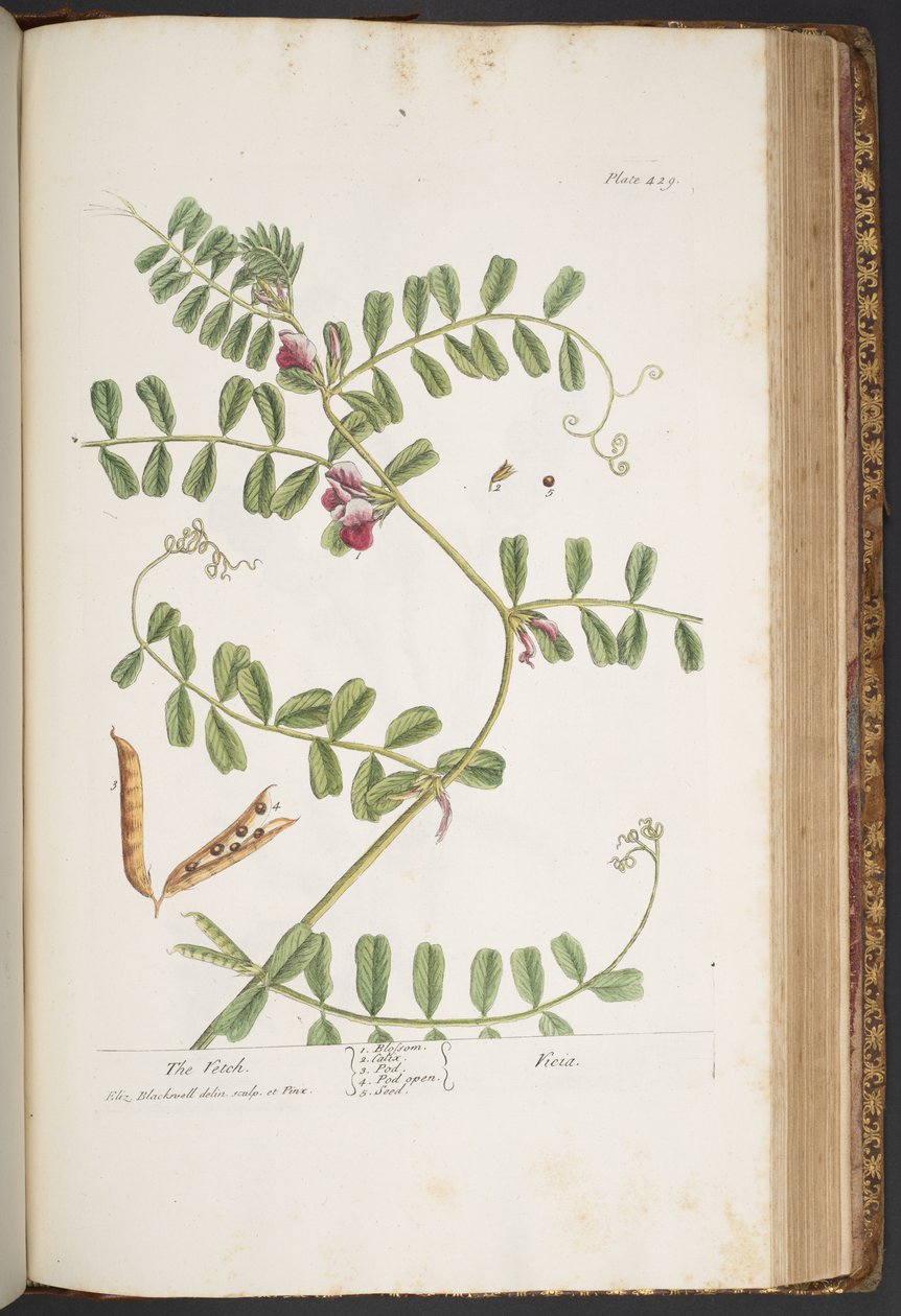 Tallerken 429, fra 'A Curious Herbal' av Elizabeth Blackwell