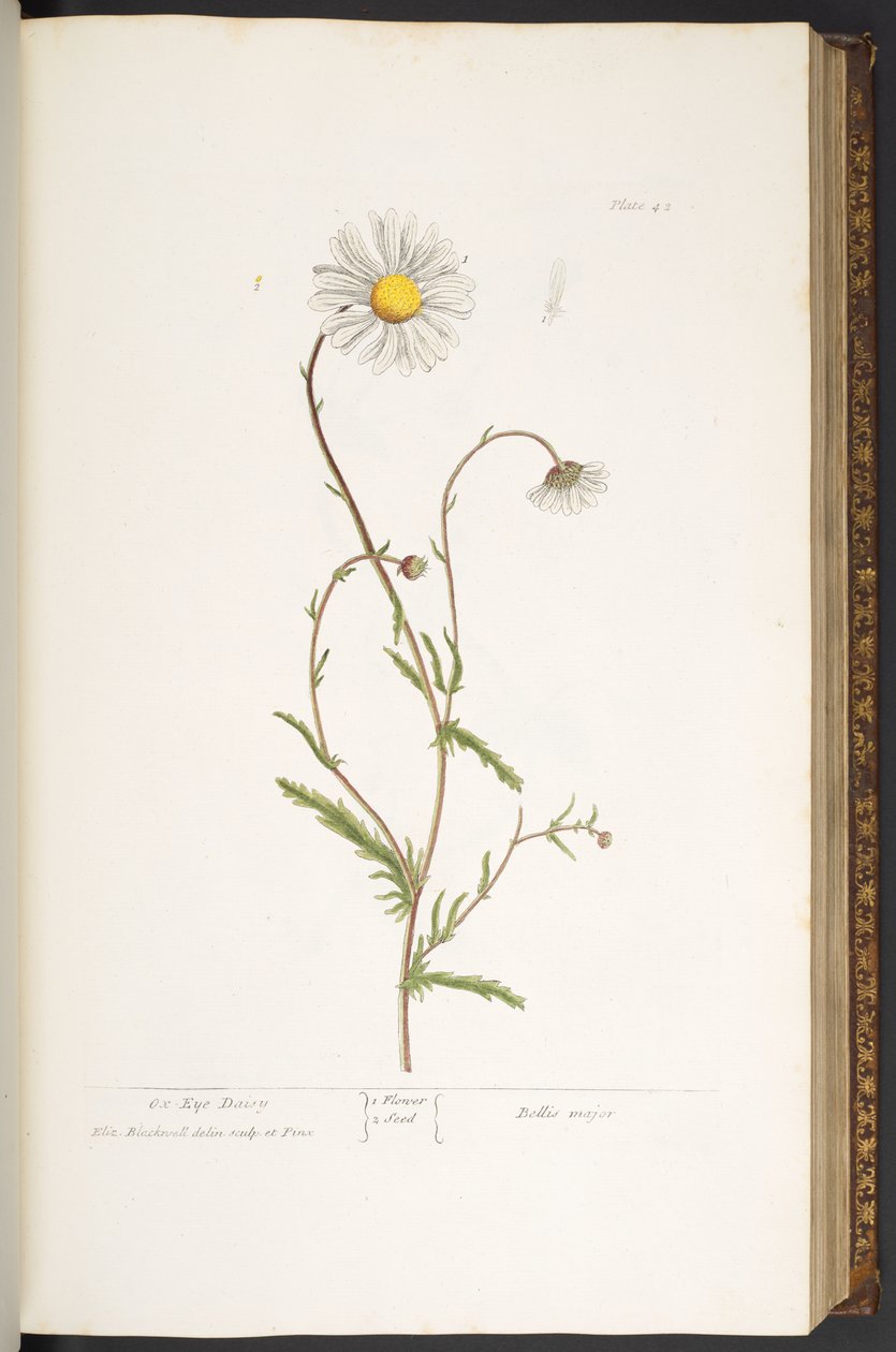 Tallerken 42, Ox-Eye Daisy, fra 