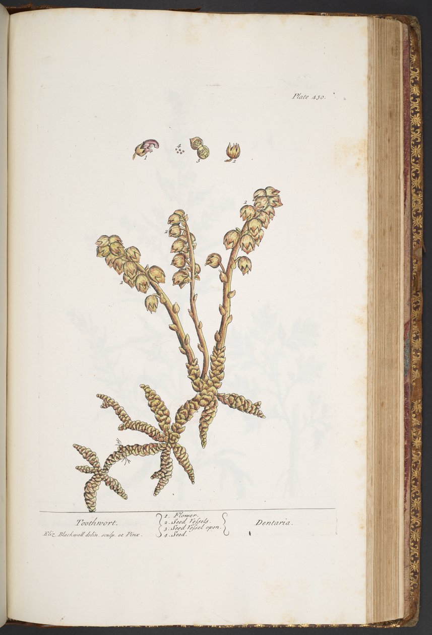 Plate 430, Toothwort, from 