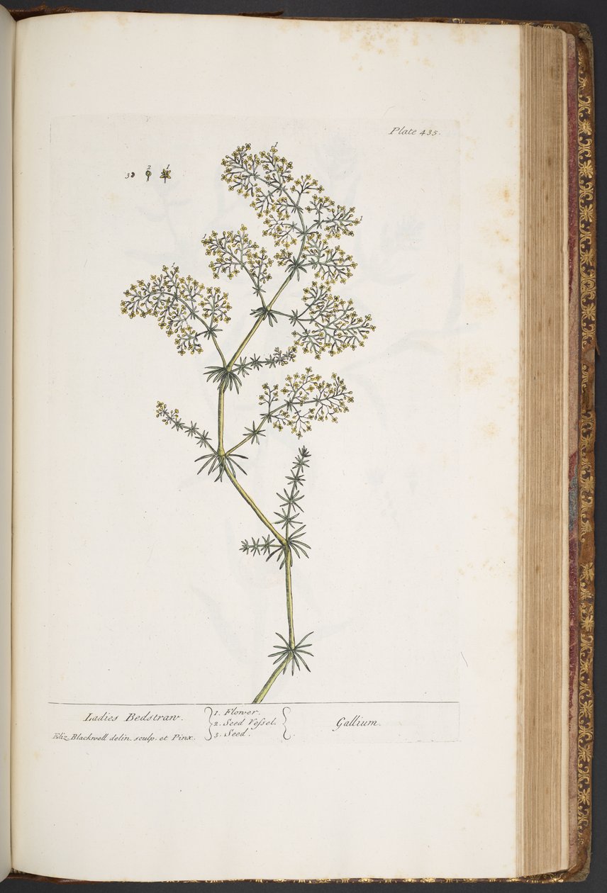 Tallerken 435, Ladies Bedstraw, fra 