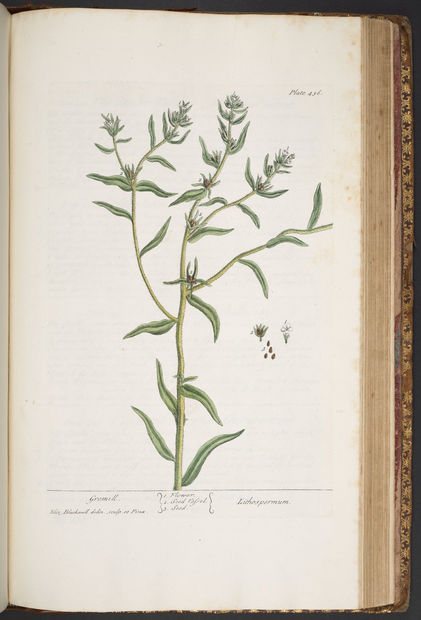 Tallerken 436, fra 