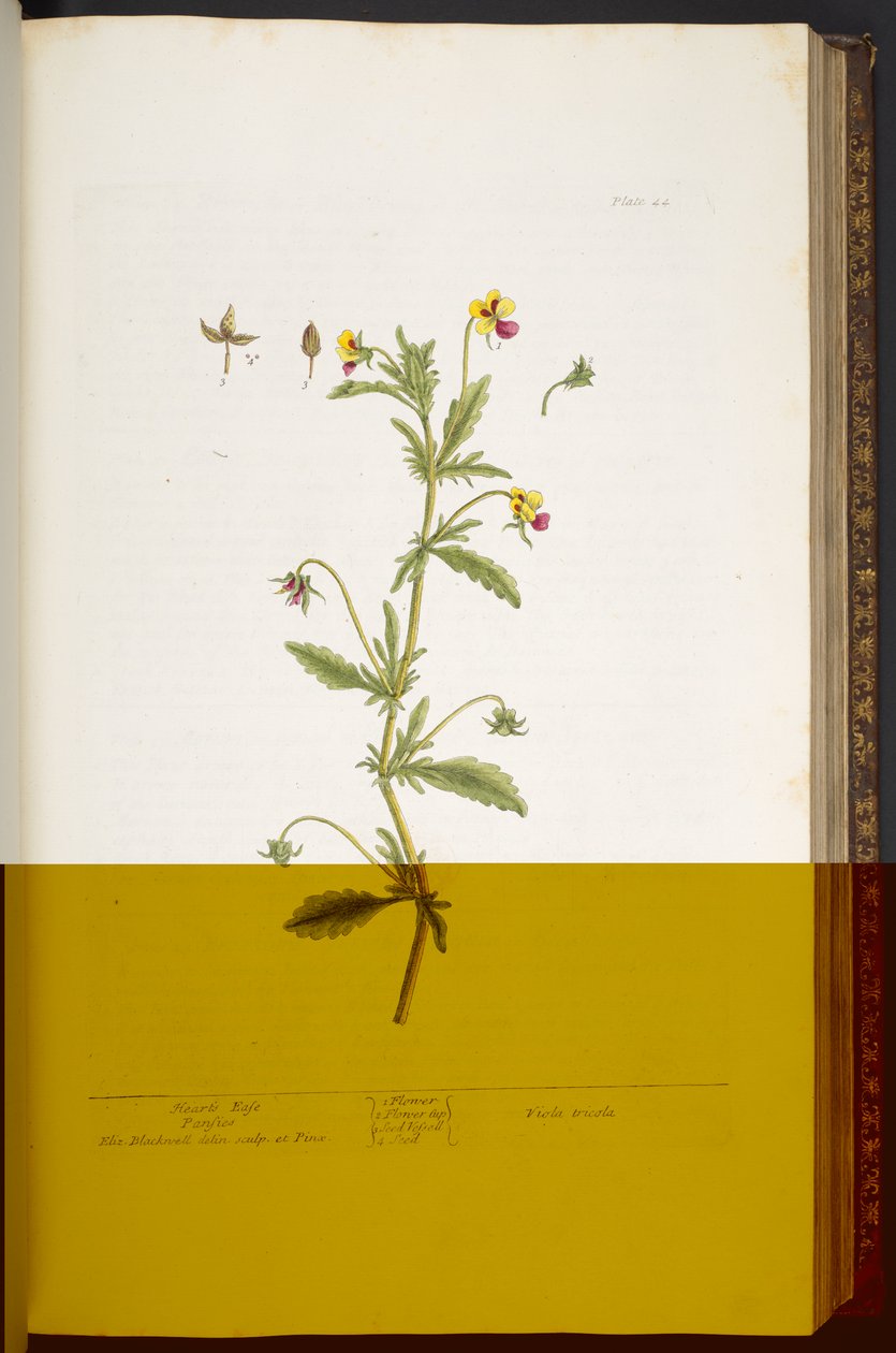 Tallerken 44, Heart's Ease Pansy, fra 'A Curious Herbal' av Elizabeth Blackwell