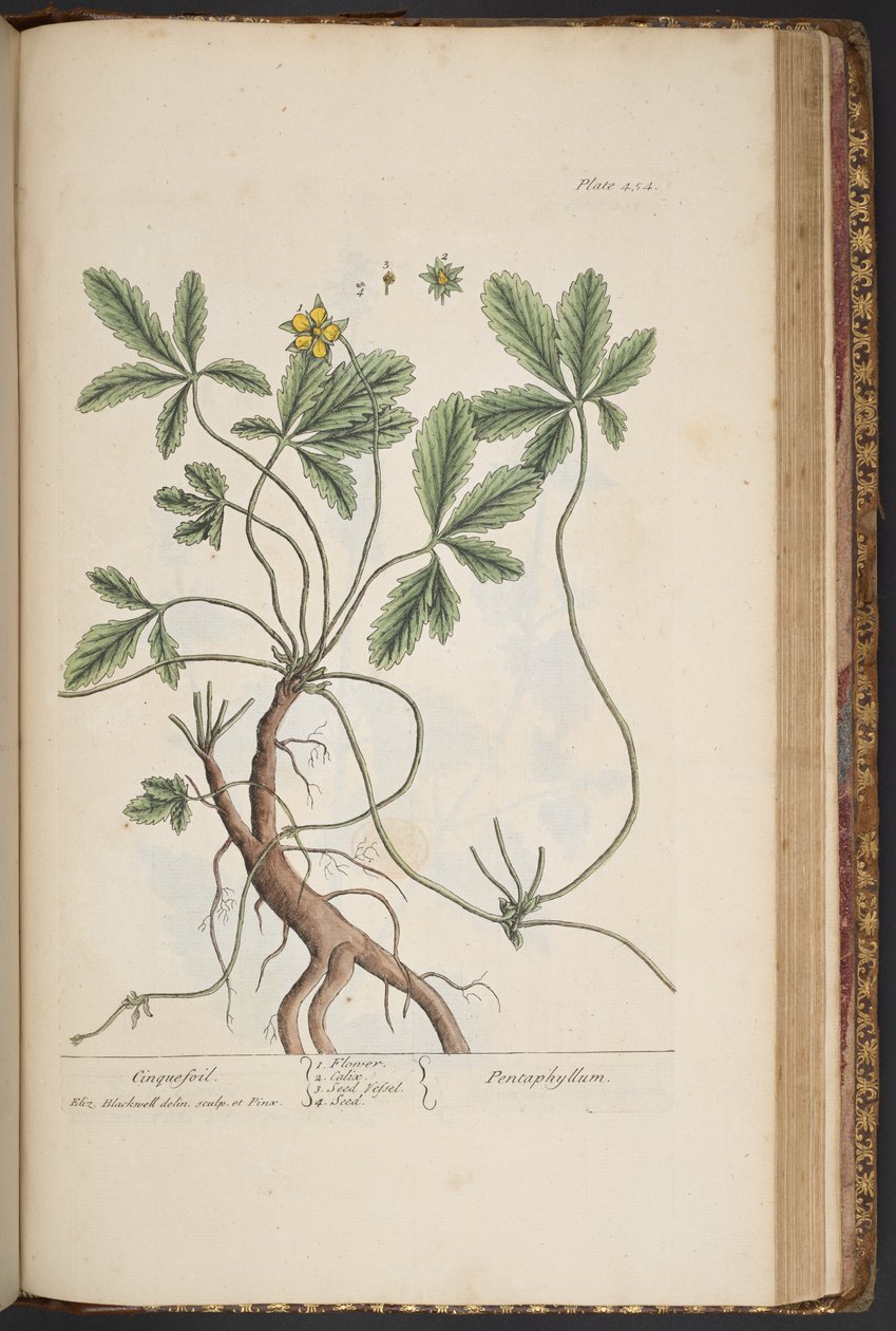 Tallerken 454, Cinquefoil, fra 