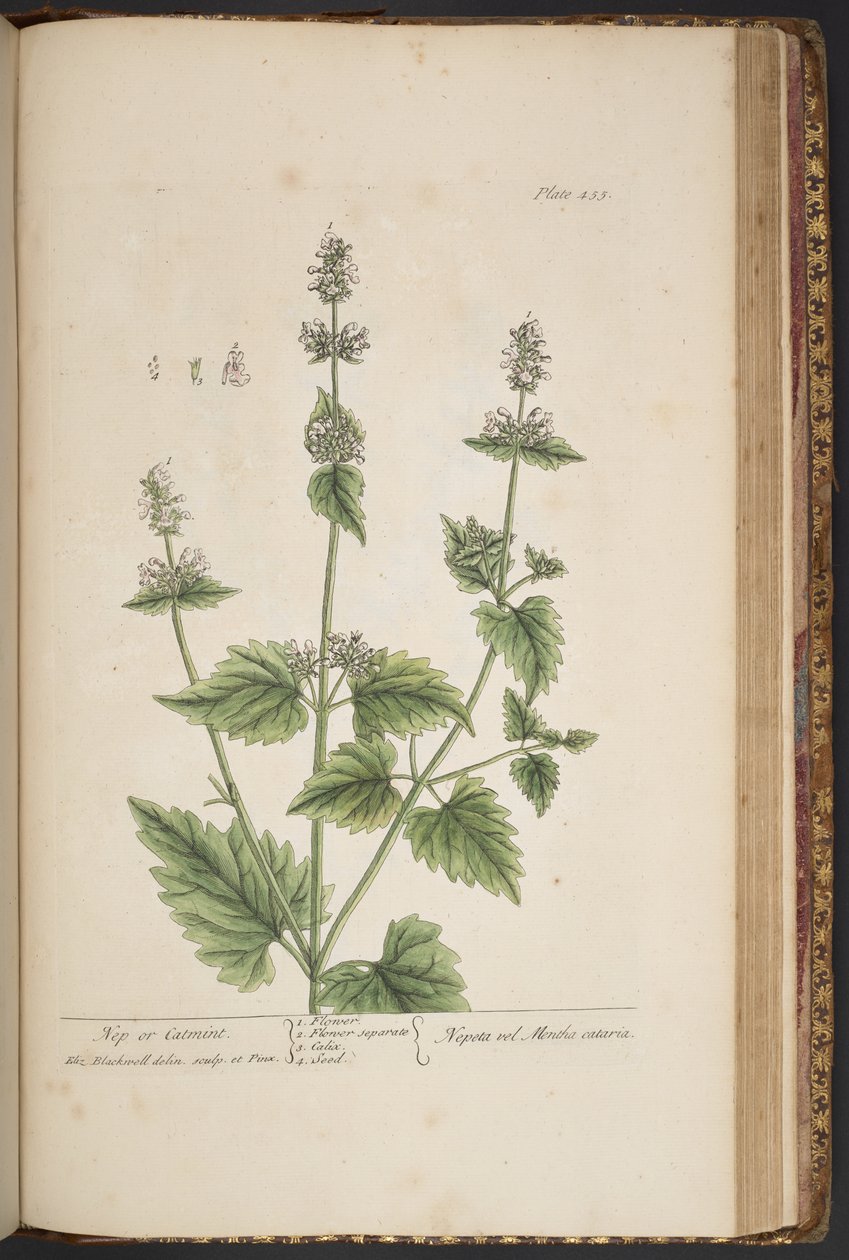 Plate 455, from 