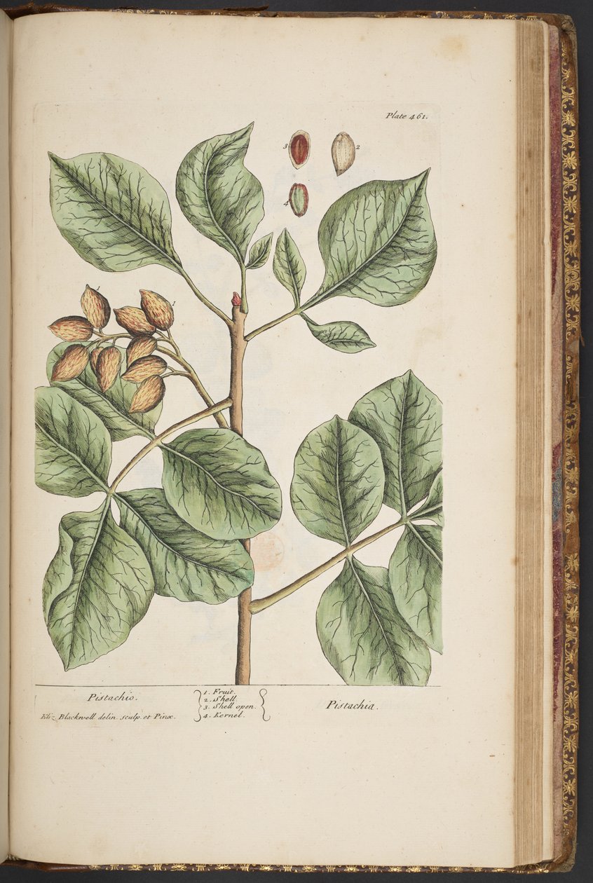 Tallerken 461, fra 'A Curious Herbal' av Elizabeth Blackwell