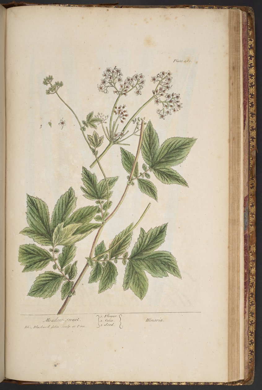 Tallerken 465, fra 