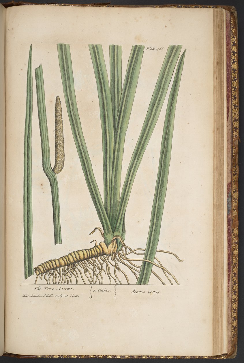 Tallerken 466, fra 'A Curious Herbal' av Elizabeth Blackwell