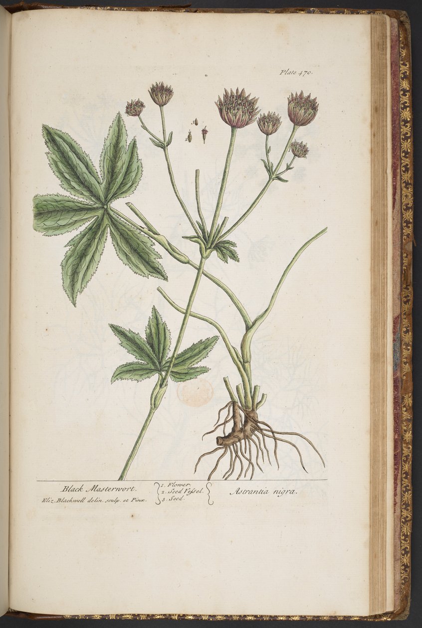 Tallerken 470, fra 'A Curious Herbal' av Elizabeth Blackwell