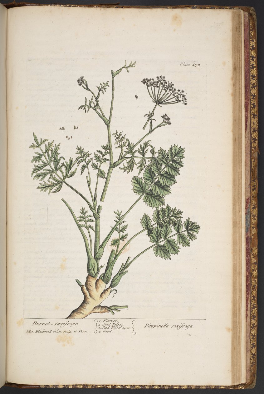 Tallerken 472, fra 'A Curious Herbal' av Elizabeth Blackwell