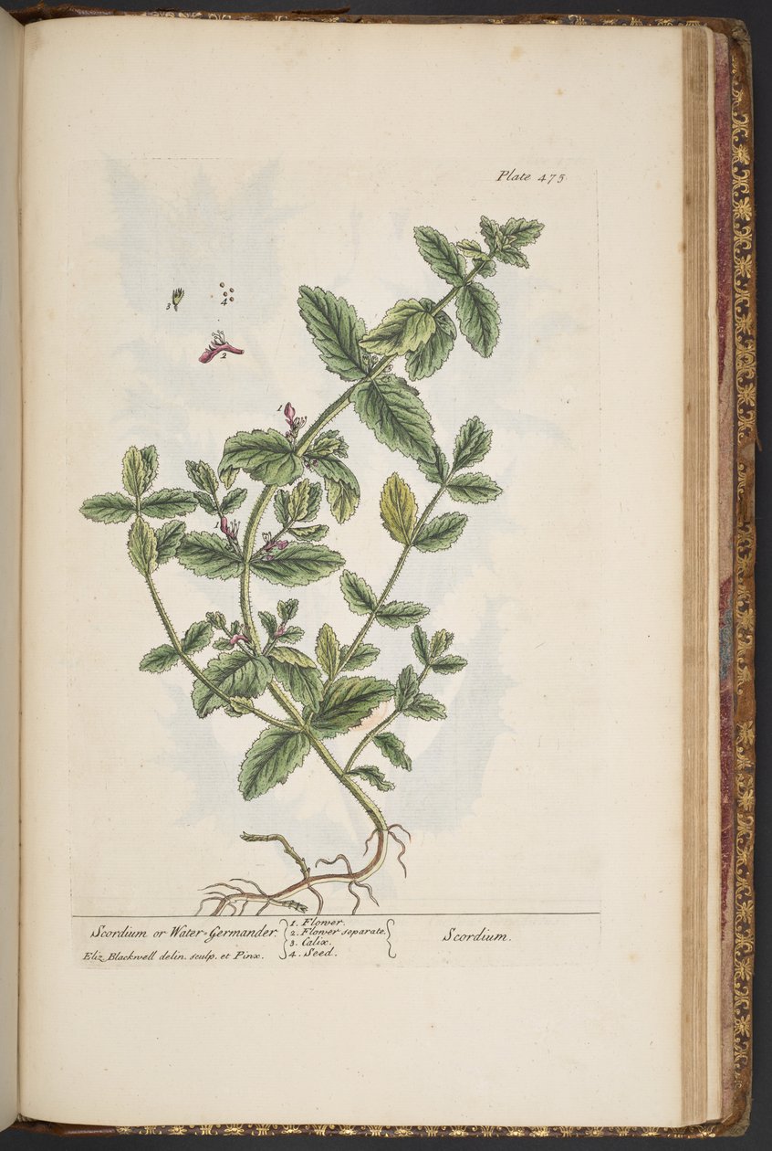 Tallerken 475, fra 'A Curious Herbal' av Elizabeth Blackwell