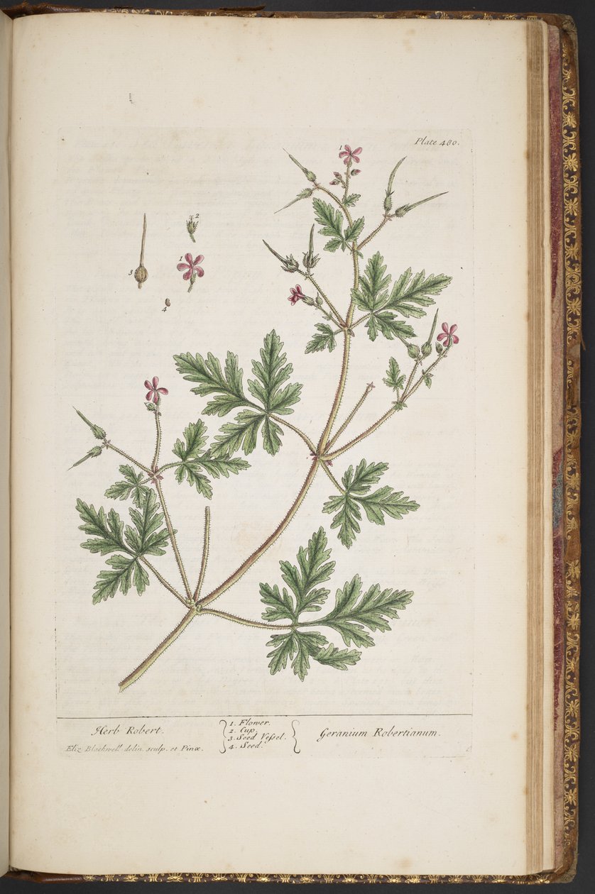 Tallerken 480, Herb Robert, fra 