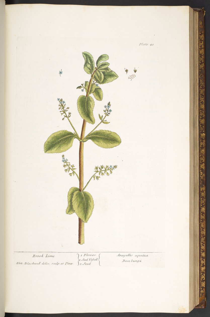 Tallerken 48, Brook Lime, fra 'A Curious Herbal' av Elizabeth Blackwell