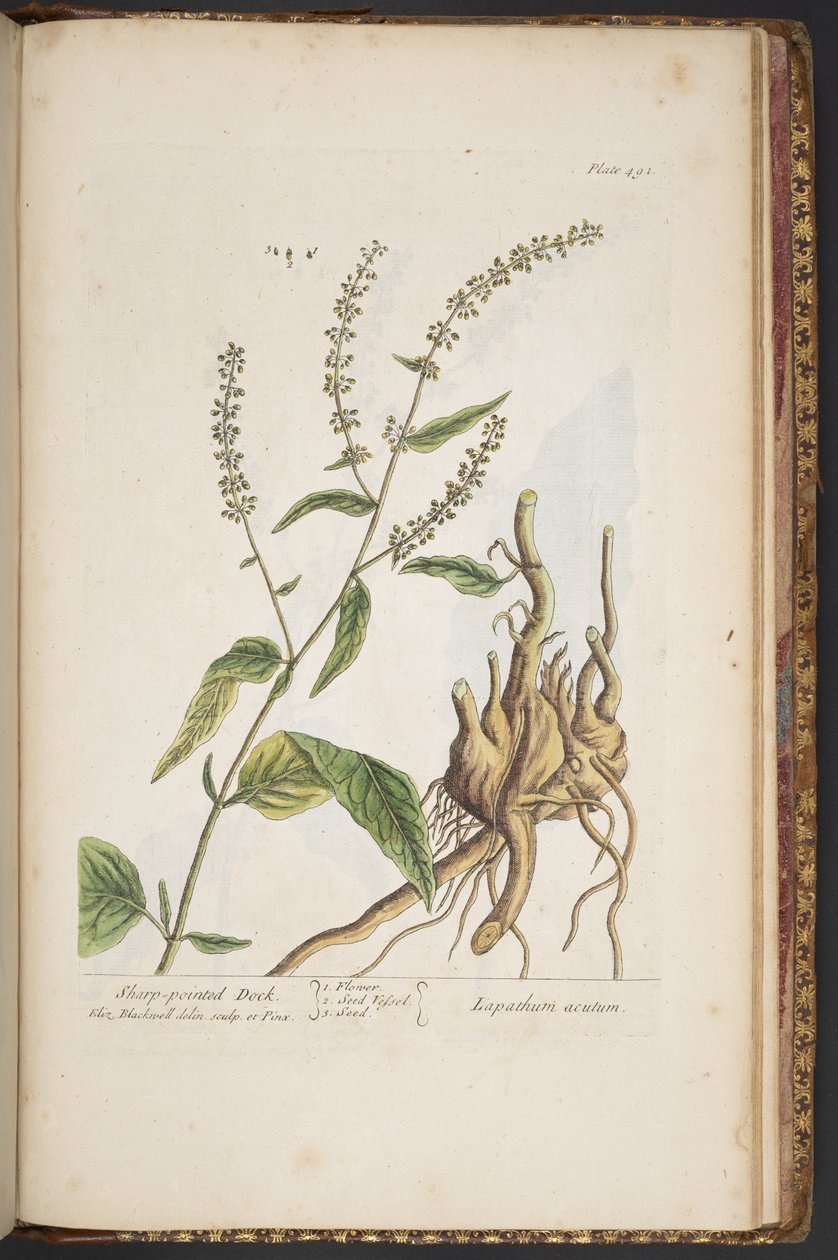 Plăcuța 491, de la „Un curios din plante medicinale” norvegiană av Elizabeth Blackwell
