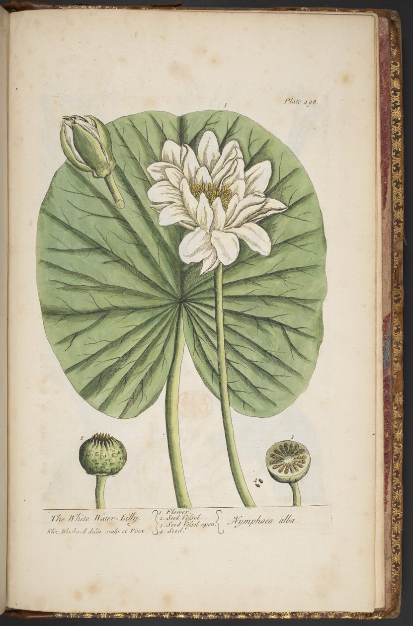 Tallerken 497, fra 
