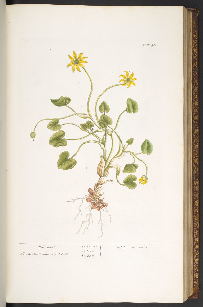 Tallerken 51, Pile-Wort, fra 