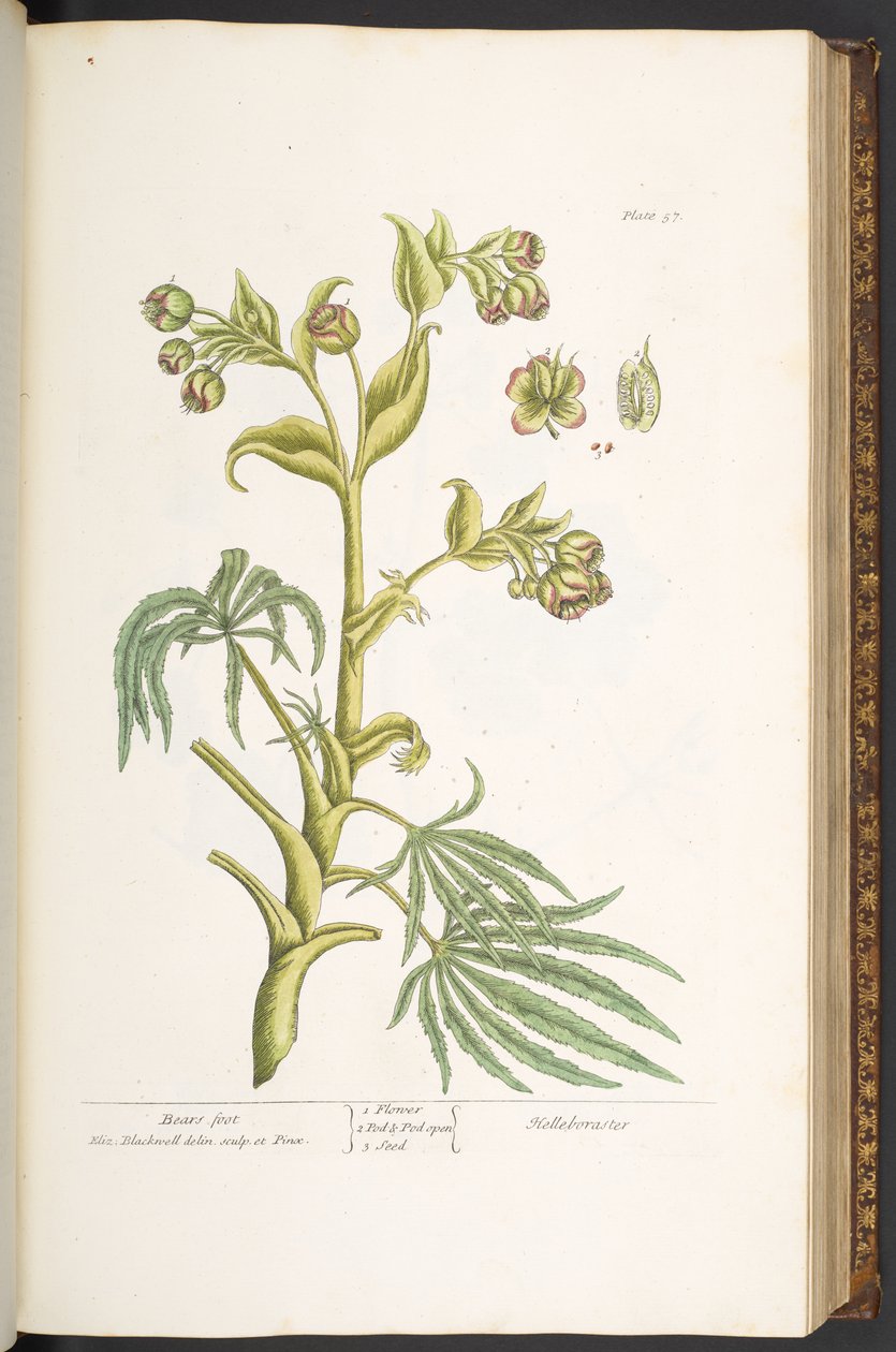 Tallerken 57, Bears foot, fra 